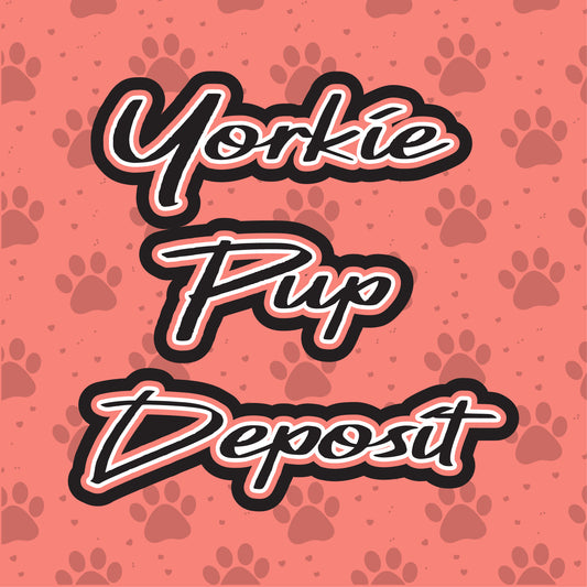AKC Yorkie Deposit